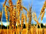 Без украинской пшеницы Африка будет голодать